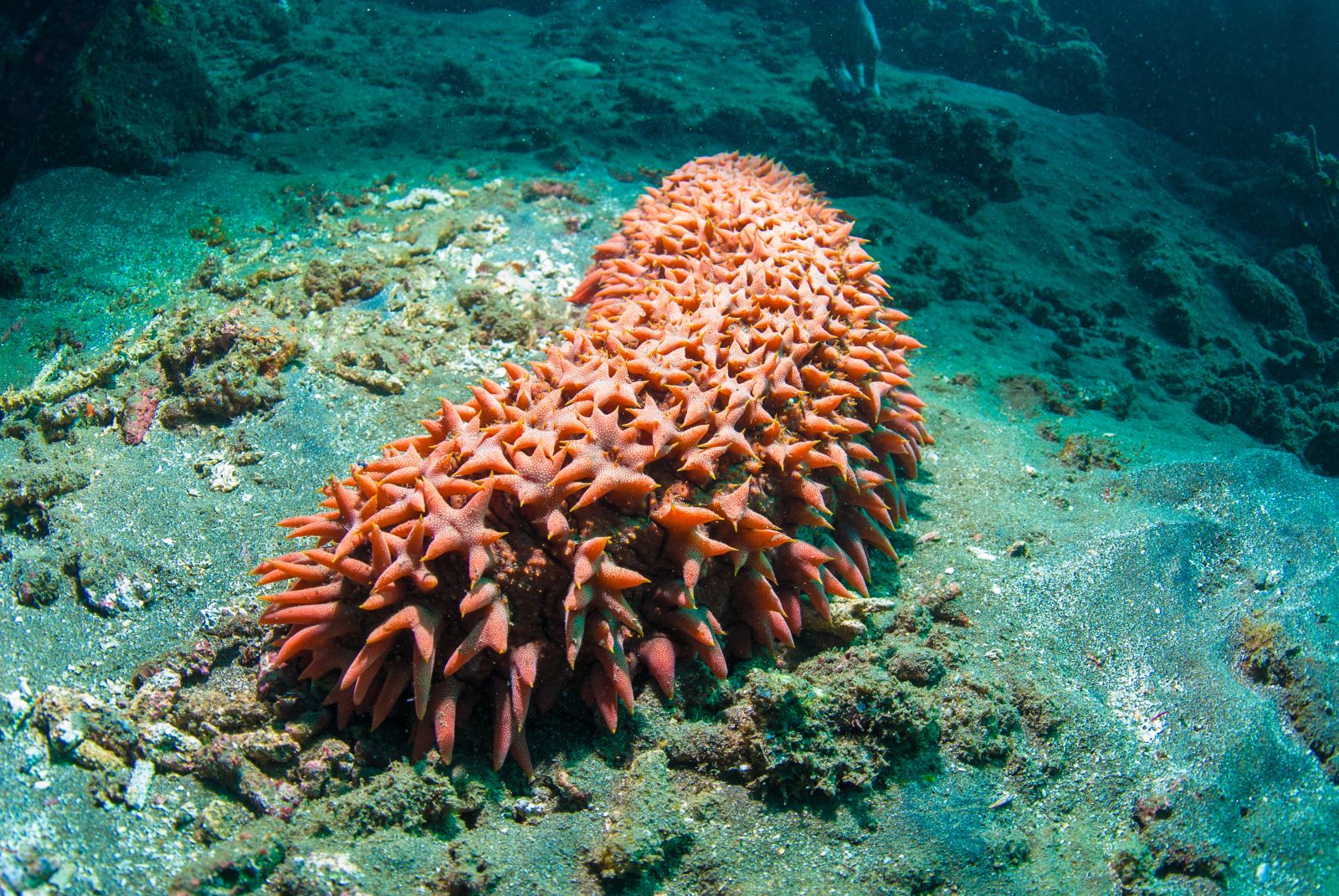 Can sea cucumber help fight cancer?