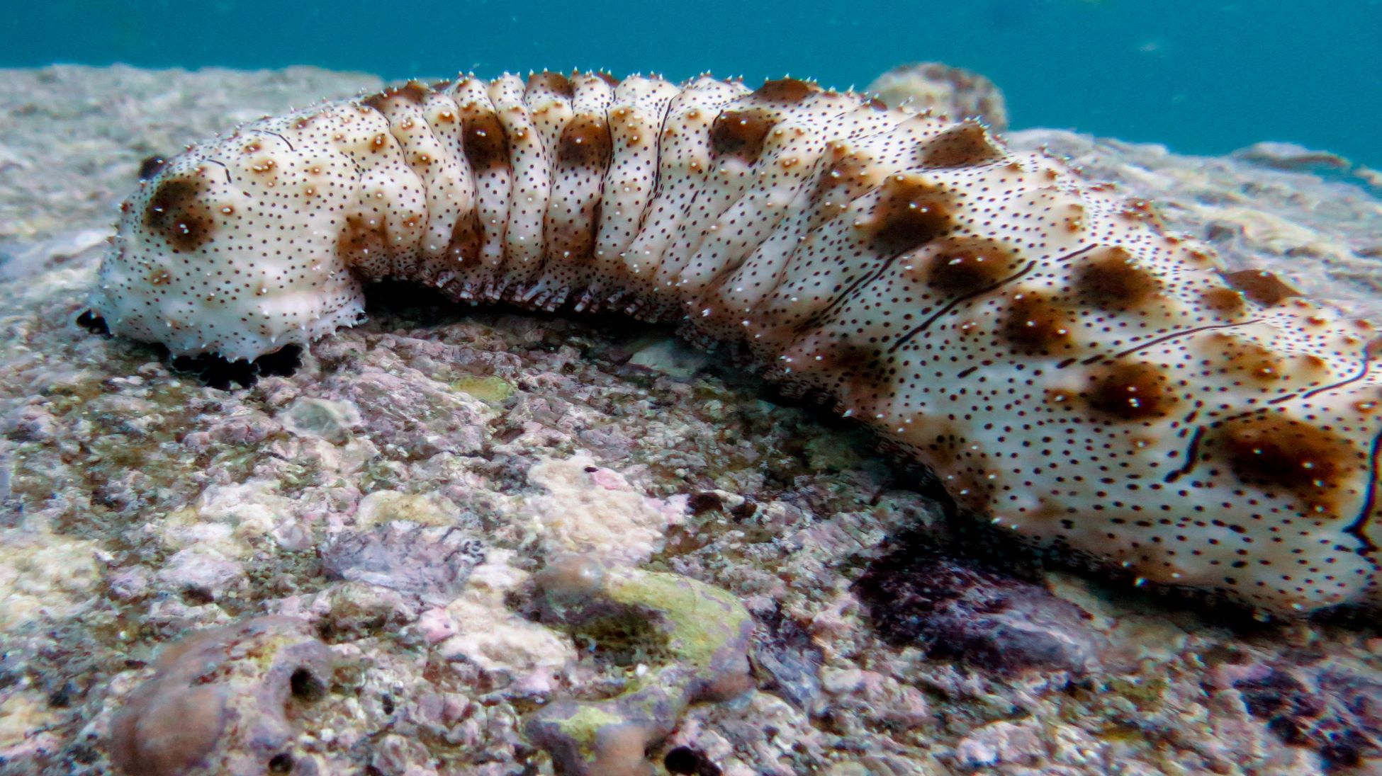 According to new research, sea cucumber offers countless health benefits. Here’s everything you need to know.