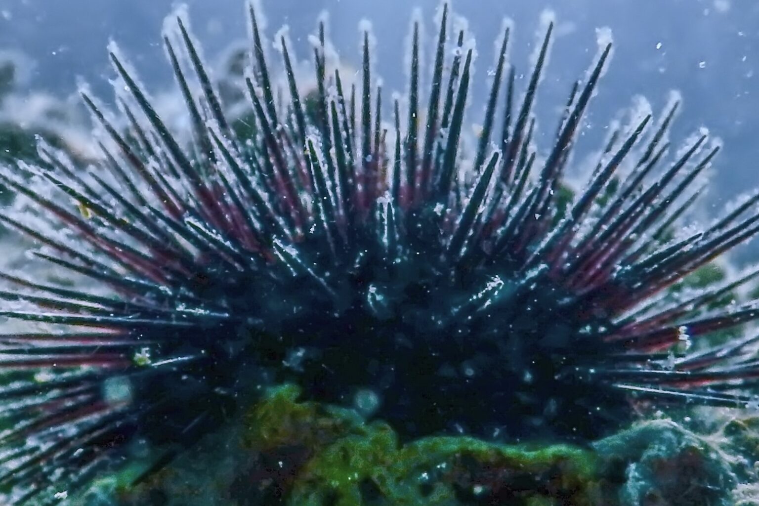 4 Health Benefits of Sea Urchin SeaCare USA